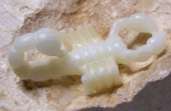 Skorpion
